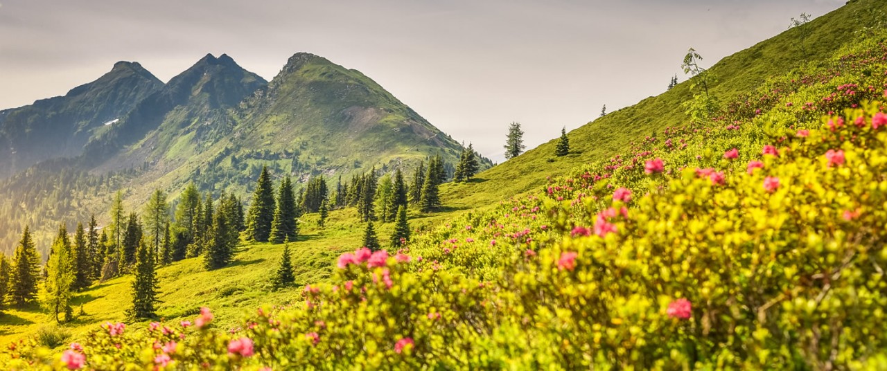 Malerische Berglandschaft mit blühenden Almrosen