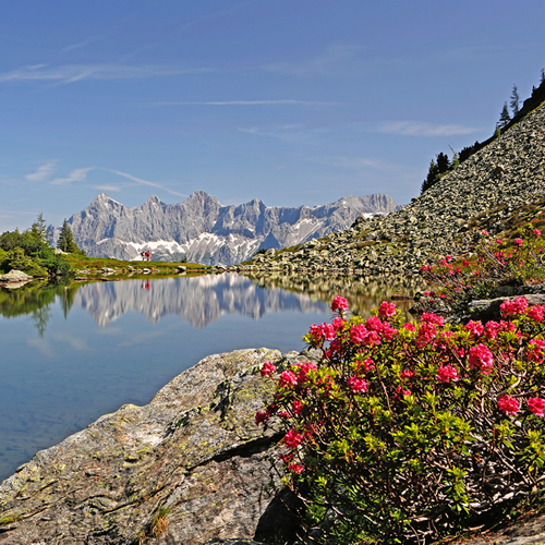 Almsee mit blühenden Almrosen vor malerischer Berglandschaft